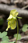 Downy yellow violet